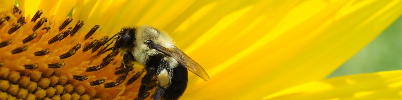 Zeigt eine Biene auf einer Sonnenblume: Symbolbild für die natürlichen Rohstoffe eines GB Technologie basierten Kühlschmierstoffes